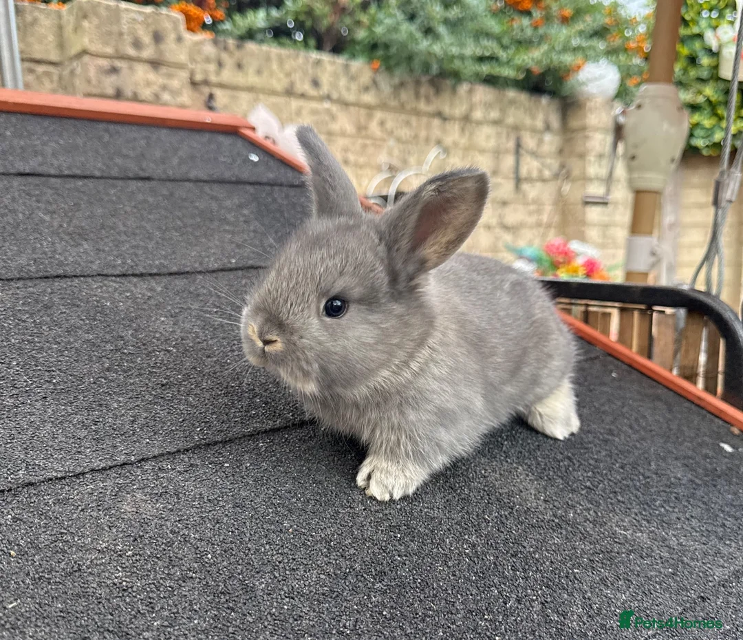 Continental Giant rabbits for sale: Gorgeous Conti/French Lop Bunnies ♥️ - Advert 18