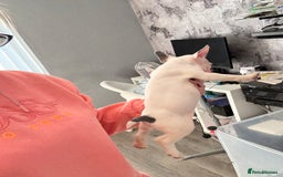 French Bulldog dogs for sale: Best sofa needed  - Image 2