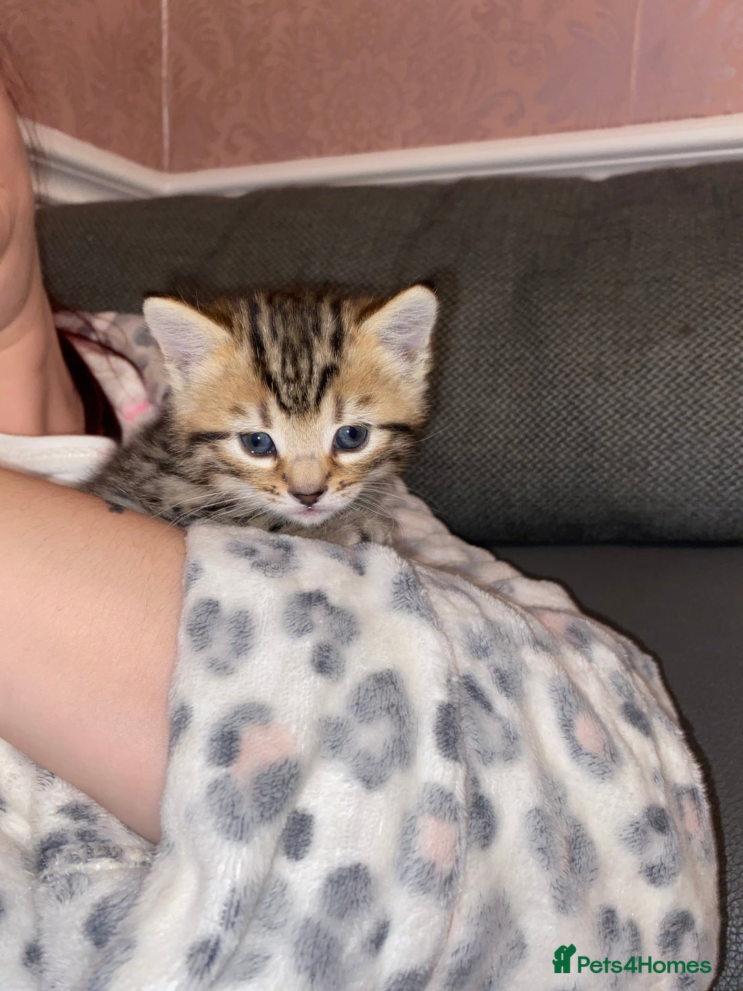 Savannah cats for sale: F4-F5+Savannah Kittens - Advert 25