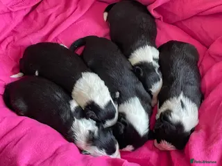 Border Collie dogs Kc & ISDS reg border collie health tested pups - Advert 11