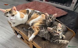 British Shorthair cats for sale: Tabby kittens - Image 1