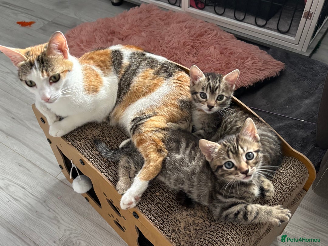 British Shorthair cats for sale: Tabby kittens - Image 1