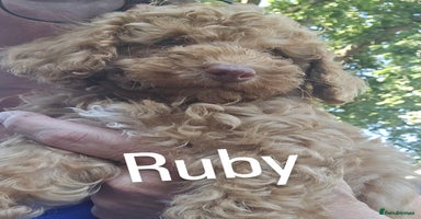 Toy Poodle dogs in Belvedere - Advert 5