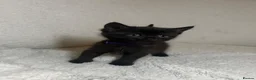 Maine Coon cats for sale: Maine coon mix kittens in Southport - Advert 1