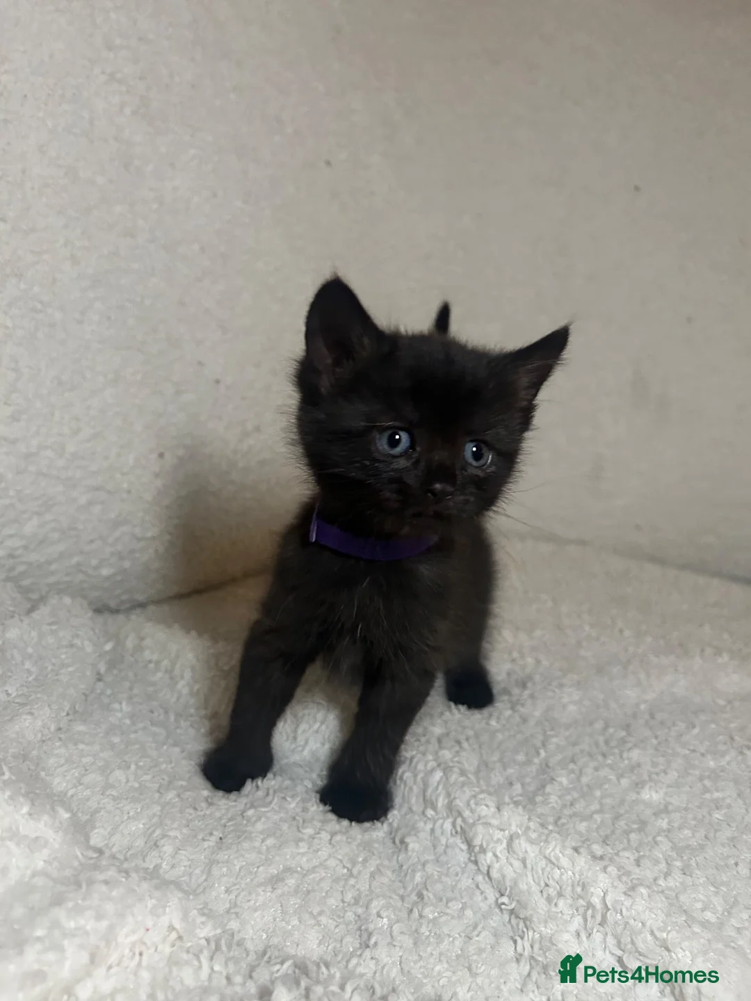 Maine Coon cats for sale: Maine coon mix kittens in Southport - Advert 1