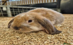French Lop rabbits for sale: French Lops Ready Now - Image 3
