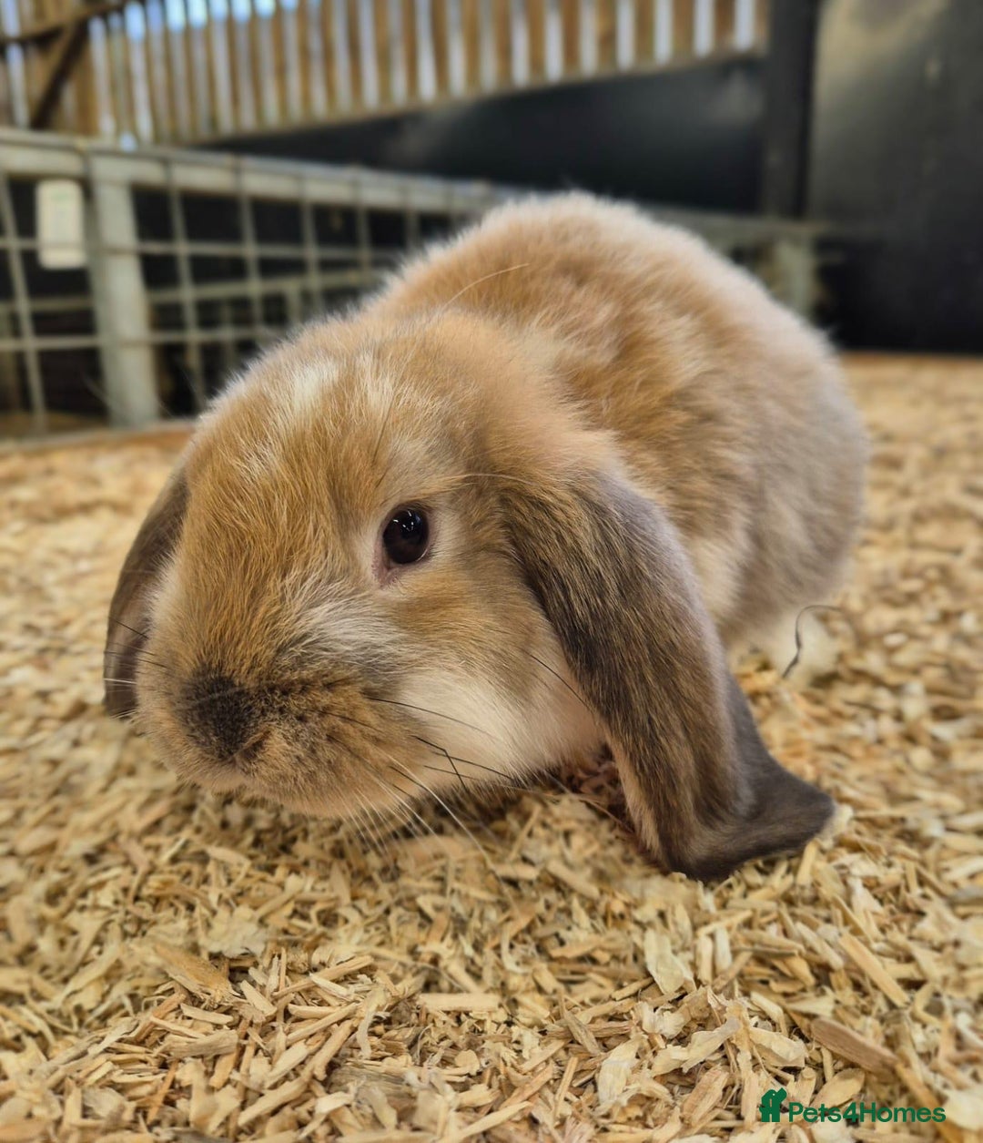 French Lop rabbits for sale: French Lops Ready Now - Image 3