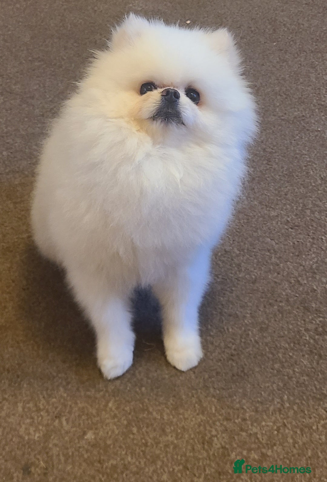 Pomeranian dogs for stud: White KC Registered pomeranian. *Stud duties only* - Advert 17
