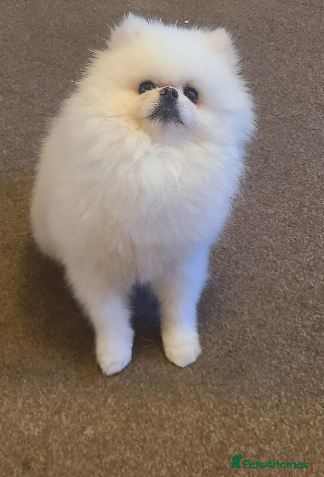 Pomeranian dogs for stud: White KC Registered pomeranian. *Stud duties only* - Advert 16