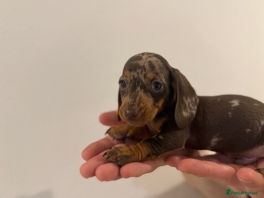 Miniature Dachshund dogs for sale: KC registered miniature dachshunds - Advert 6