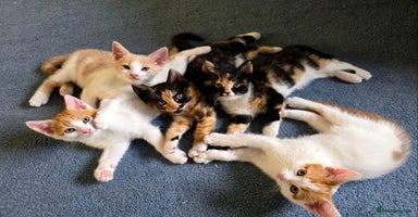 Mixed Breed cats - Advert 13