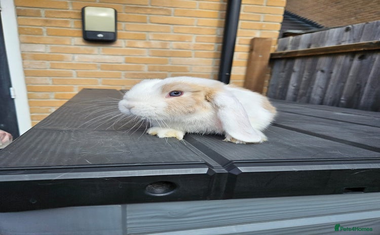 Mini Lop rabbits - Advert 1