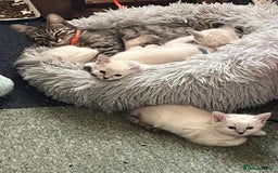 Mixed Breed cats for sale: Kittens for sale!  - Image 16