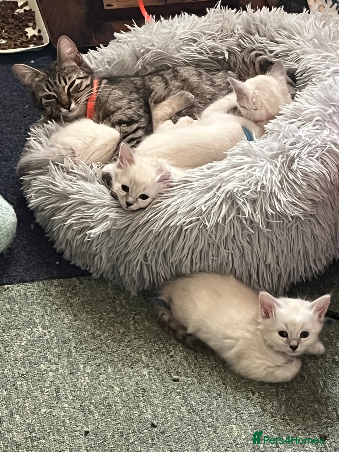 Mixed Breed cats for sale: Kittens for sale!  - Image 16