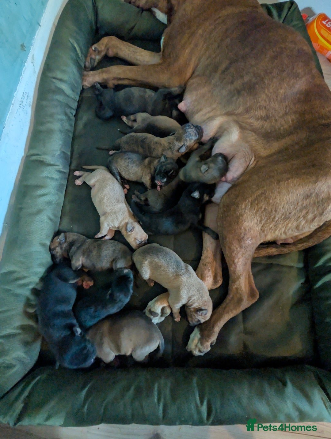 Mixed Breed dogs for sale: Last Puppy From Litter Mastiff/Malinois Mix - Advert 5