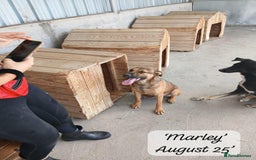 Mixed Breed dogs for adoption: Marley, approx 7 months. Available for adoption. - Image 2