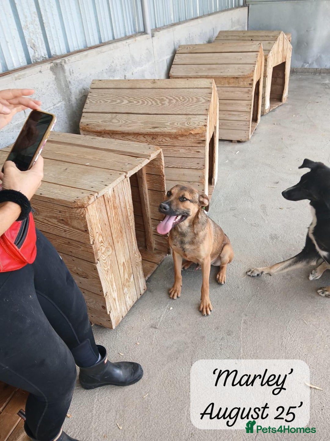 Mixed Breed dogs for adoption: Marley, approx 7 months. Available for adoption. - Image 2