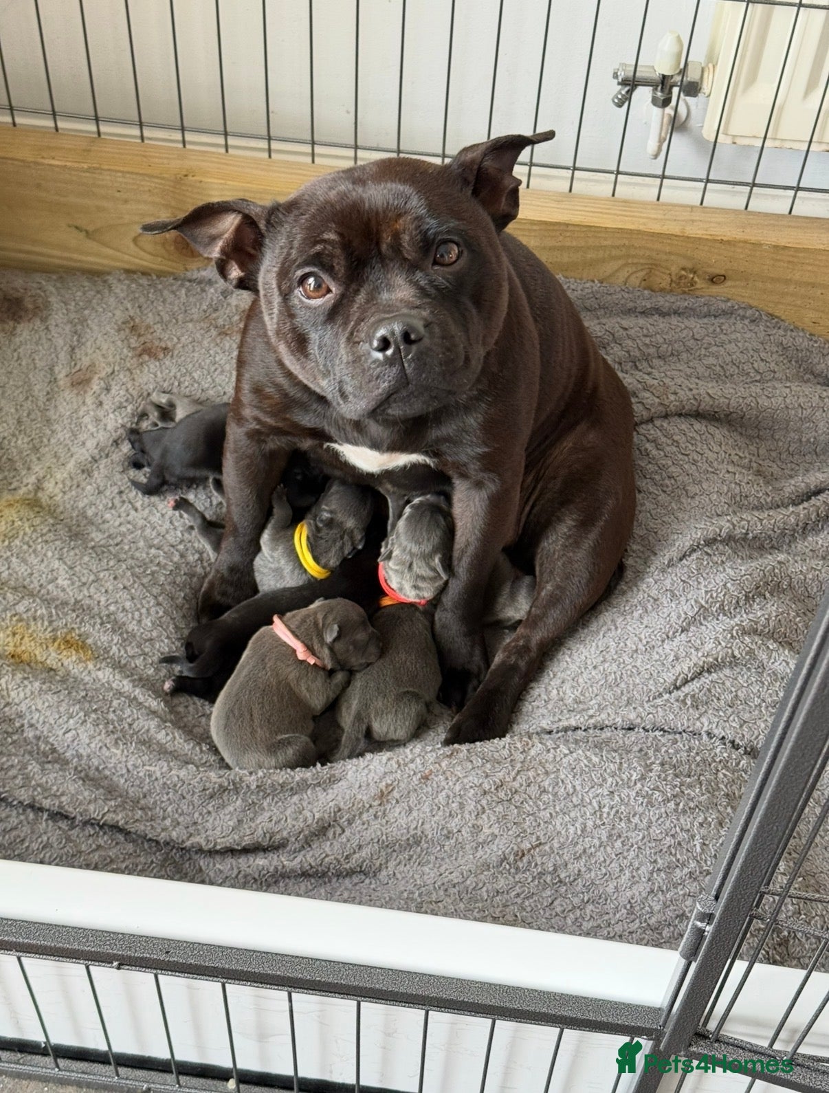 Staffordshire Bull Terrier dogs Staffy pups, KC reg, excellent pedigree  - Advert 2