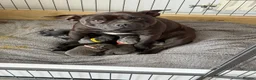 Staffordshire Bull Terrier dogs for sale: Staffy pups, KC reg, excellent pedigree  - Advert 1