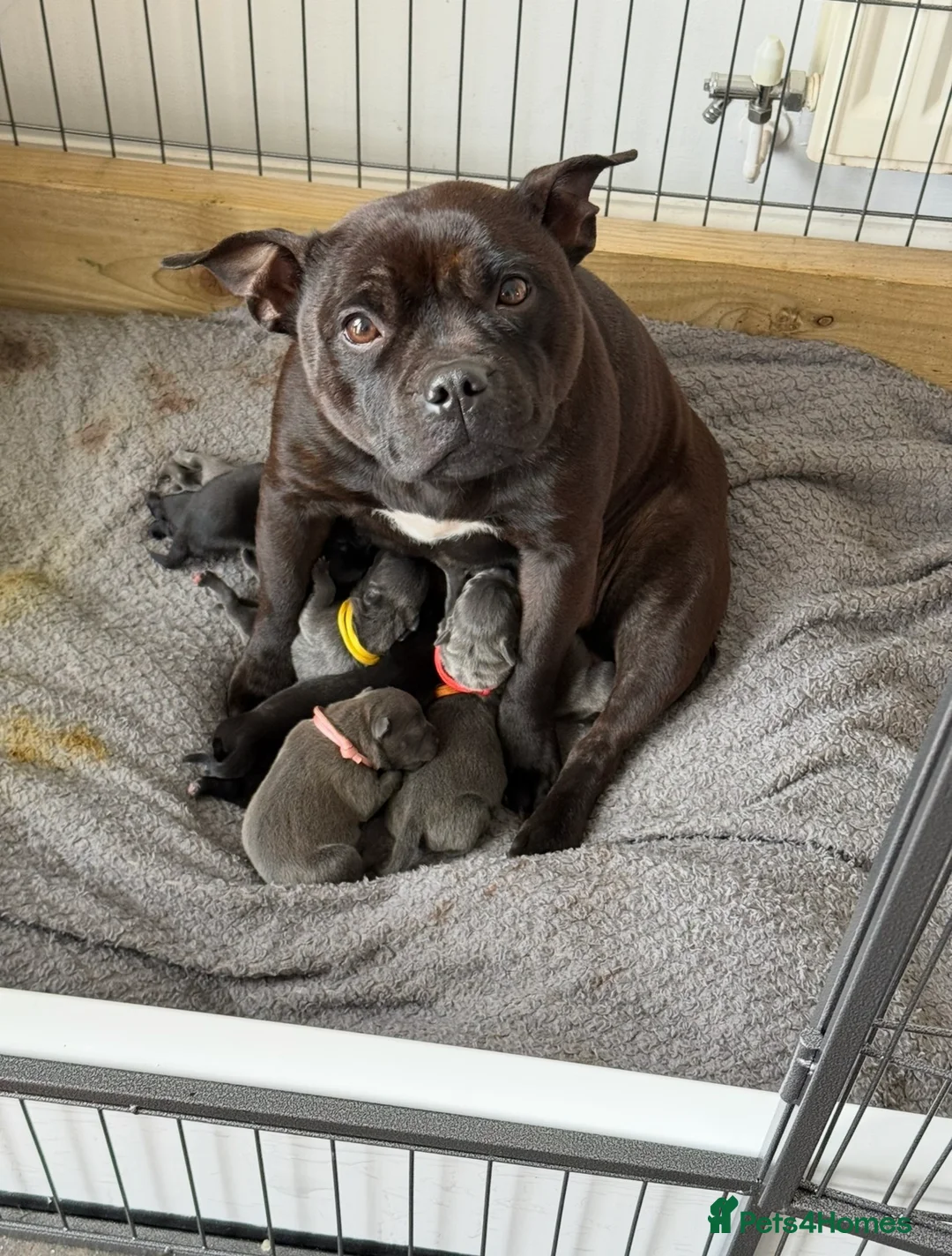 Staffordshire Bull Terrier dogs for sale: Staffy pups, KC reg, excellent pedigree  - Advert 1