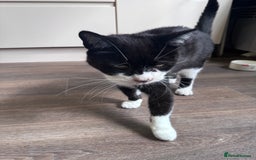 Mixed Breed cats for sale: X2 male cats Batman & Blacky - Image 15