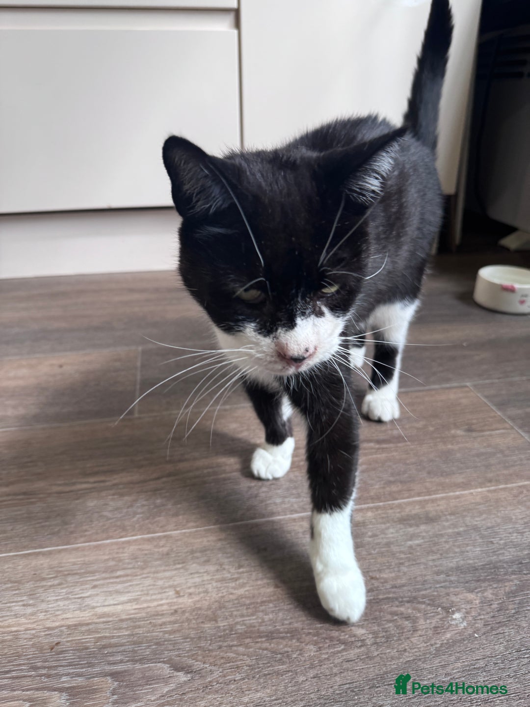 Mixed Breed cats for sale: X2 male cats Batman & Blacky - Image 15
