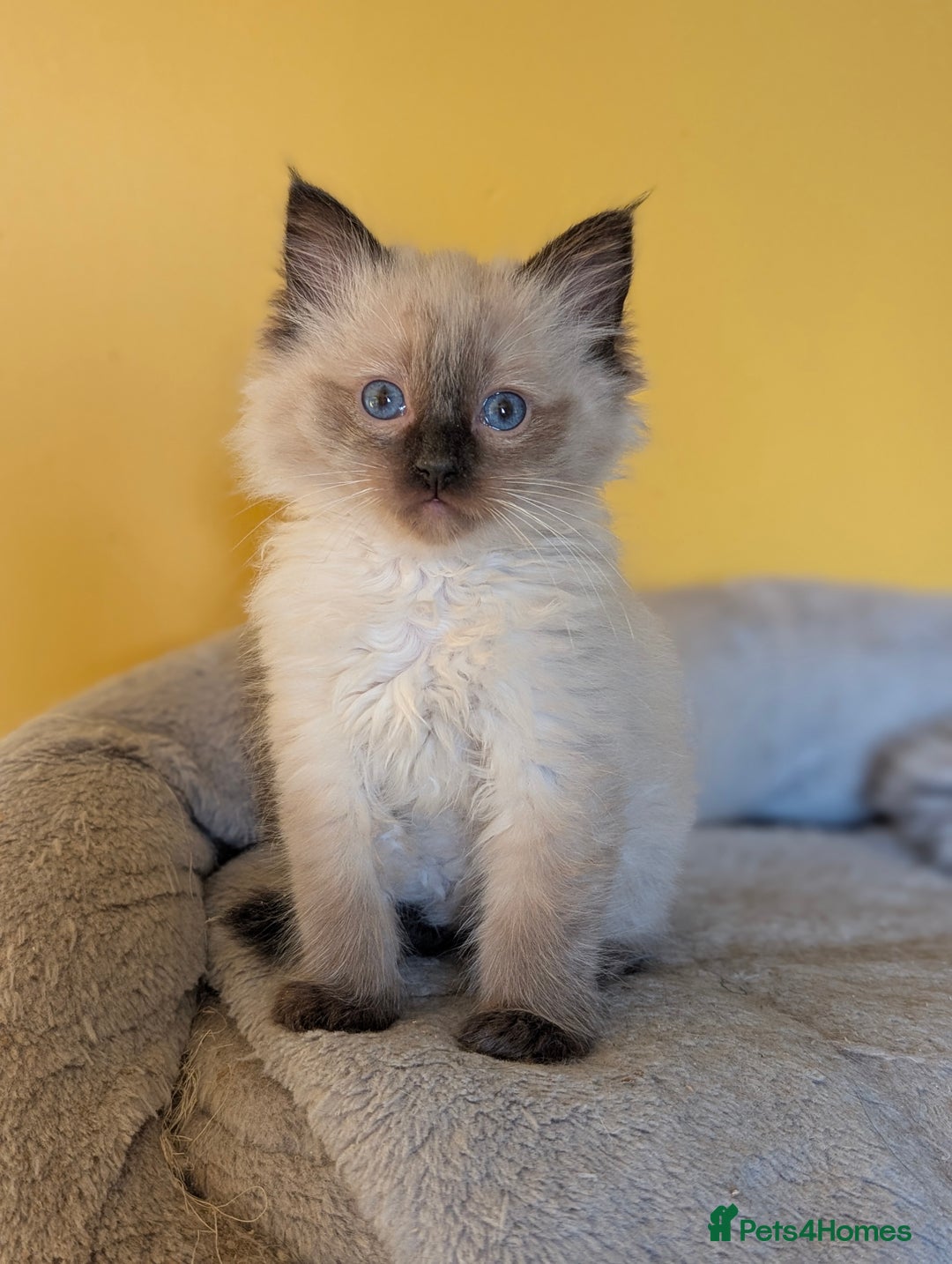 Ragdoll cats for sale: Gorgeous Ragdoll Kittens  - Advert 10