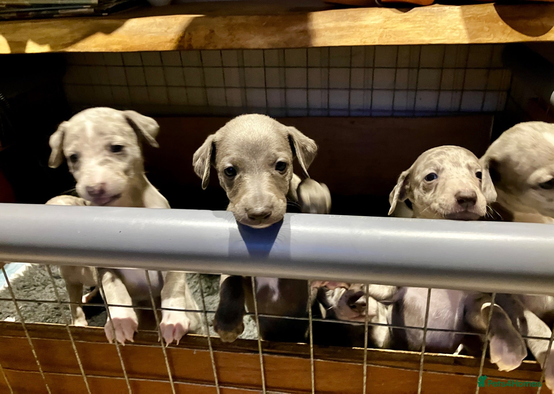 Whippet dogs Whippet puppies  - Advert 2