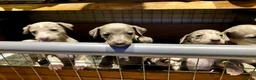 Whippet dogs for sale: Whippet puppies  - Advert 2