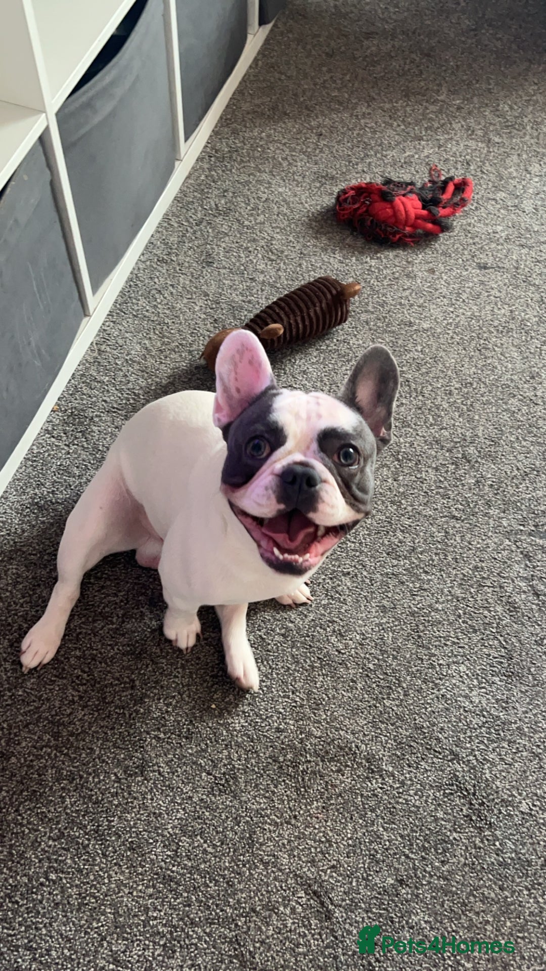 French Bulldog dogs for sale: Looking to rehome my beautiful reggie - Advert 5