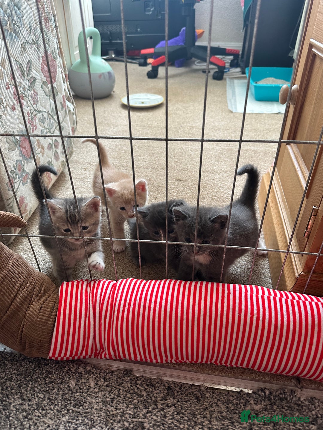 Mixed Breed cats for sale: Beautiful kittens  - Image 6
