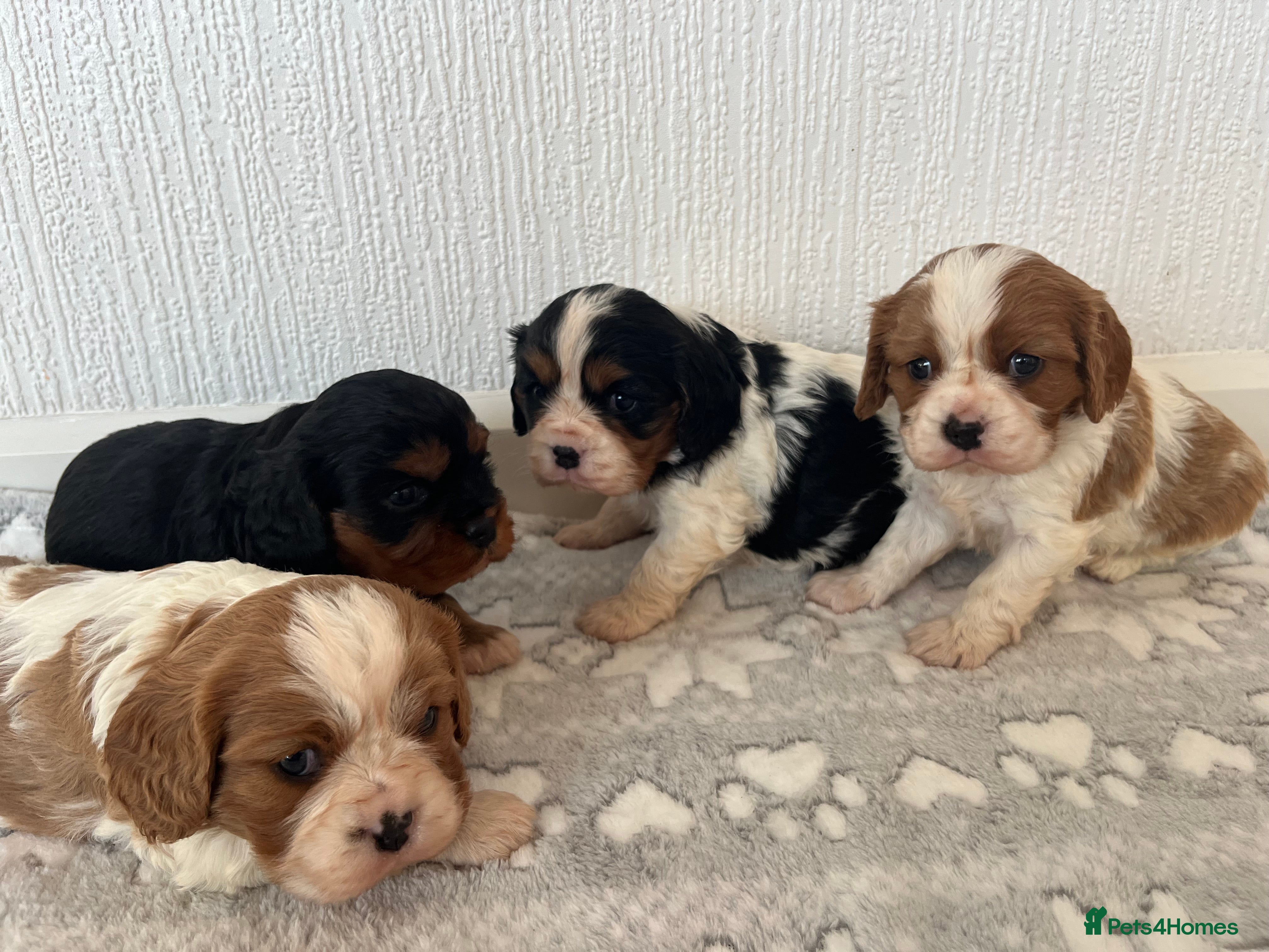 Cavalier King Charles Spaniel dogs Cavalier King Charles puppy’s  - Advert 11