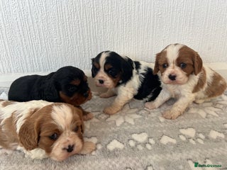 Cavalier King Charles Spaniel dogs Cavalier King Charles puppy’s - Advert 2