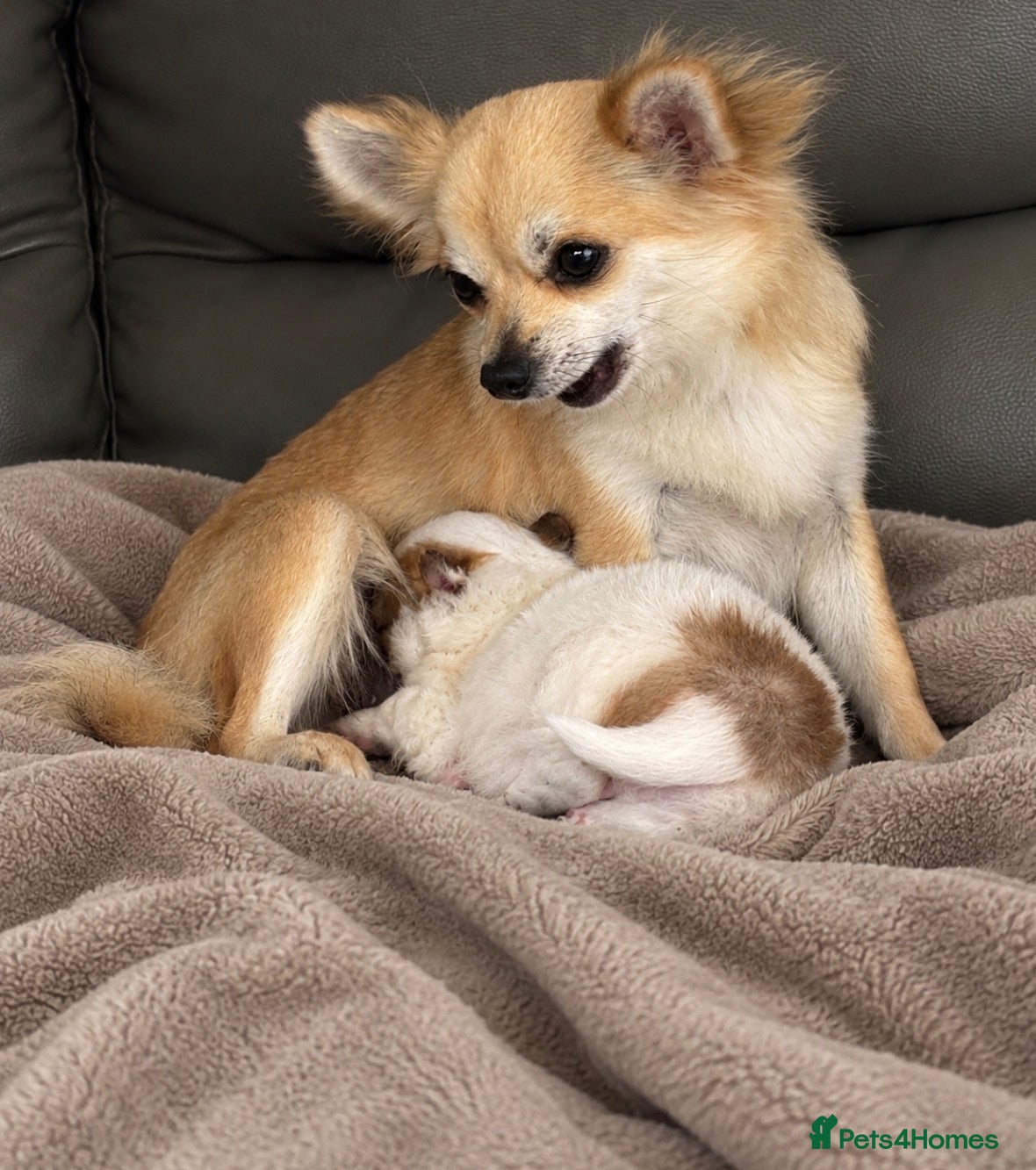 Pomchi dogs for sale: Pomchi - Advert 2