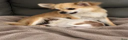 Pomchi dogs for sale: Pomchi - Advert 1