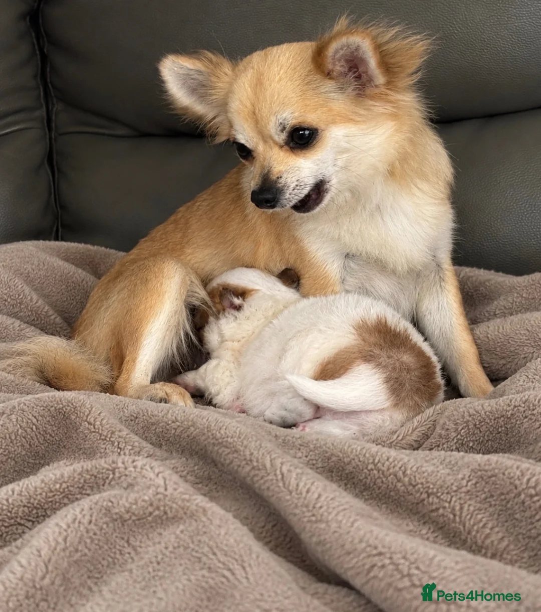 Pomchi dogs for sale: Pomchi - Advert 1