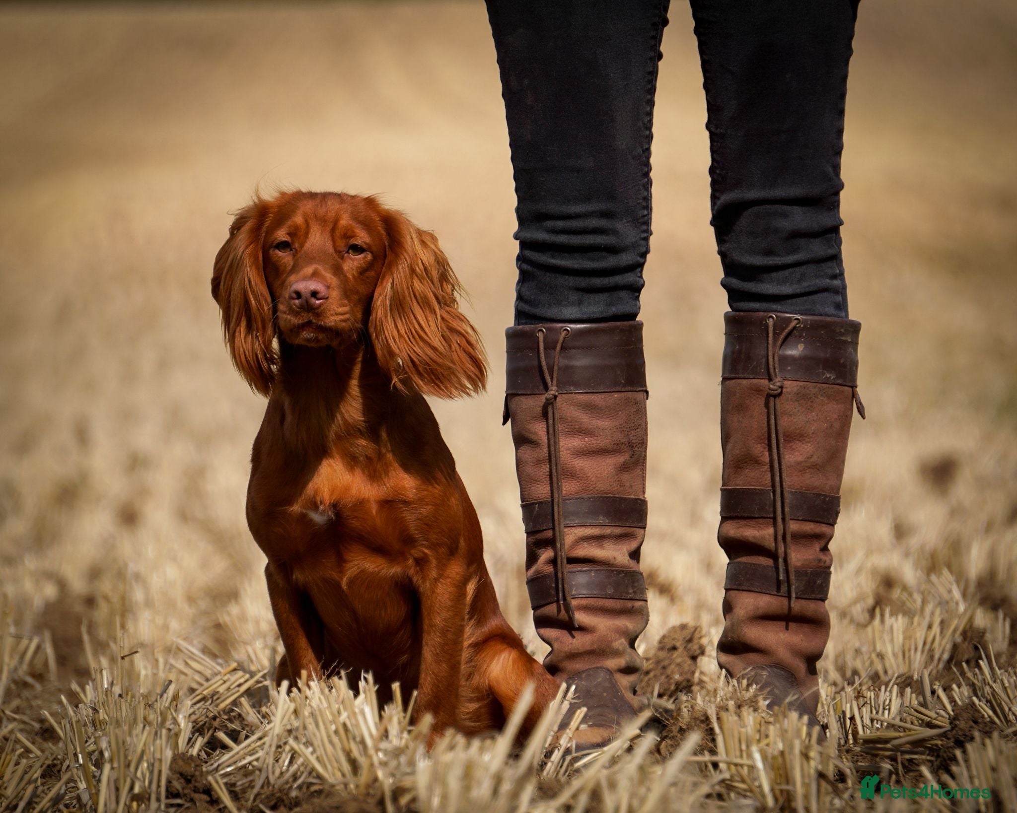 Sprocker dogs for sale: Sprocker Spaniel DWKC registered working line pups - Advert 3