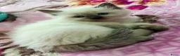 Ragdoll cats for sale: Stunning Ragdoll Kittens Looking for Forever Homes - Advert 13