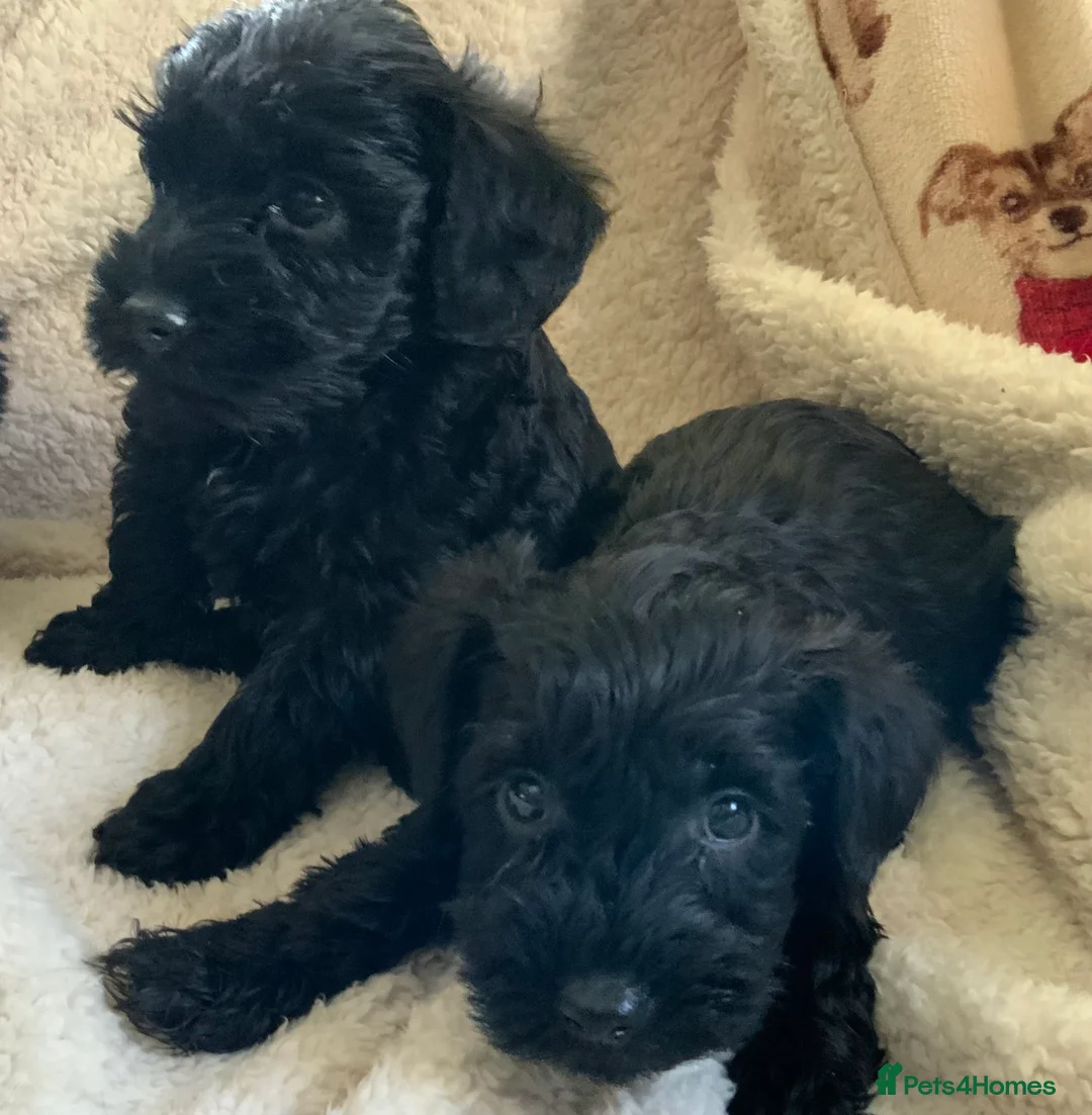 Schnoodle dogs for sale: Stunning miniature Schnoodle puppies - Advert 9