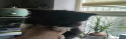 Mixed Breed cats for sale: Last 3 beautiful kittens - Advert 5