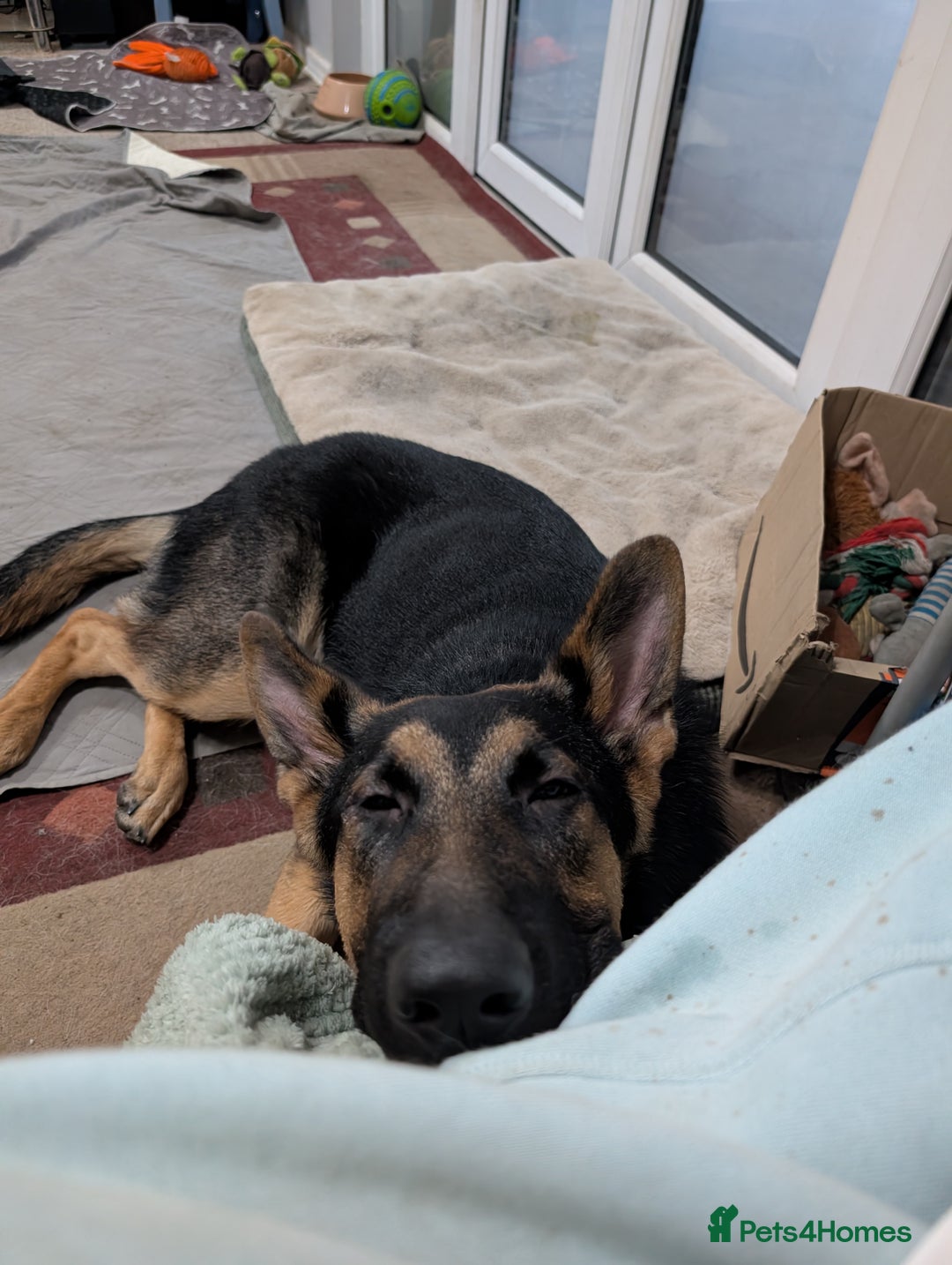 German Shepherd dogs for sale: German Shepherd Pup - Advert 3