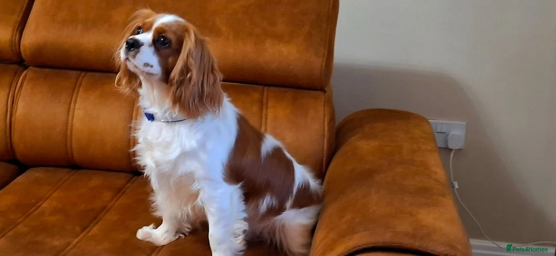 Cavalier King Charles Spaniel dogs for stud: 🥇0% COI KC Reg Cavalier King Charles Spaniel ⭐️ - Advert 3