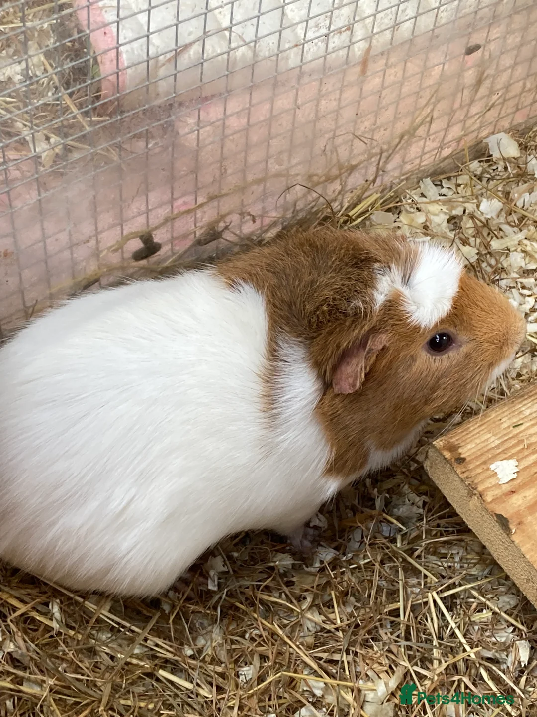 Guinea Pig rodents for sale: Guinea Pigs Boars & Sows - Advert 11