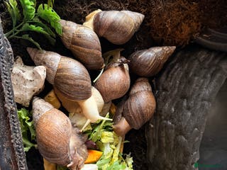 Snails invertebrates Giant African Land Snail - Advert 5