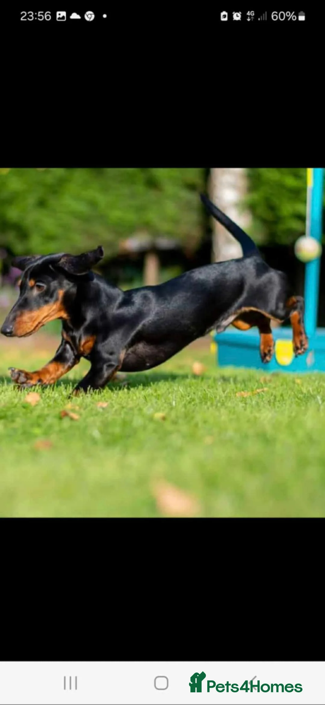 Miniature Dachshund dogs for stud: Leprimas Delboy - Advert 5