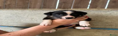 Border Collie 5