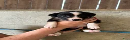 Border Collie dogs for sale: ISDS registered Border Collie pups - working/trial - Advert 2