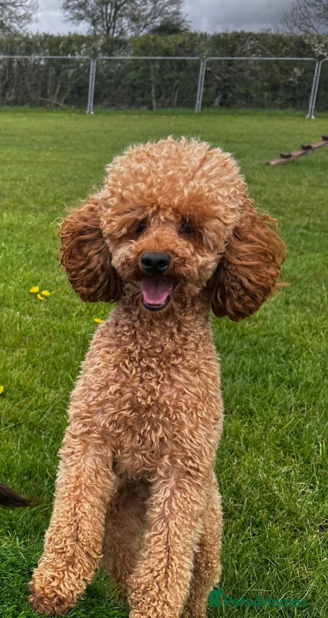 Toy Poodle dogs for stud: Misscavs Cremeberry Puff Toy Poodle Stud - Advert 12