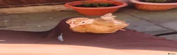 Chickens poultry for sale: Chicken for sale  - Advert 1