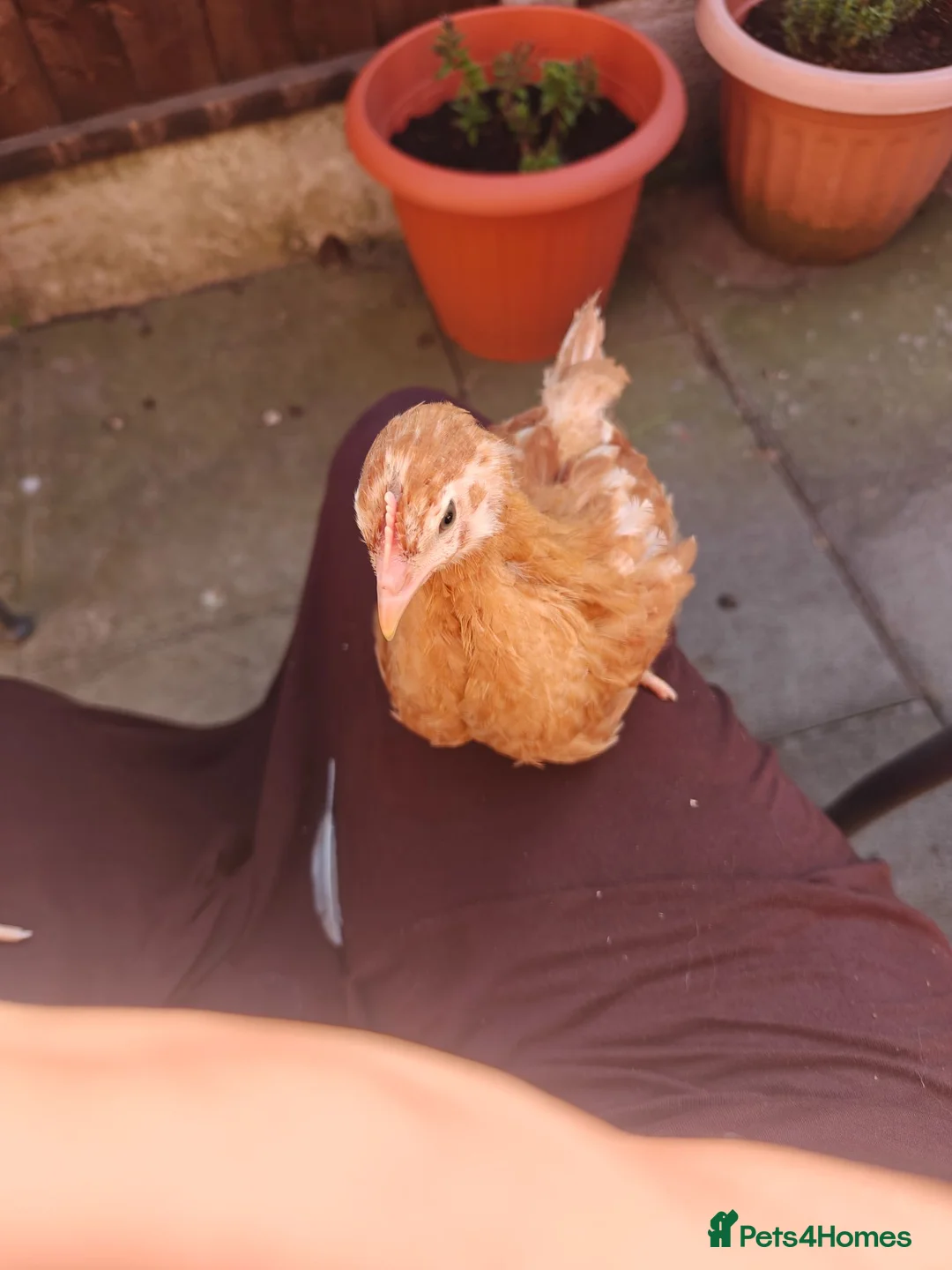 Chickens poultry for sale: Chicken for sale  - Advert 1